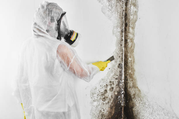 Best Mold Testing  in Richland, MO