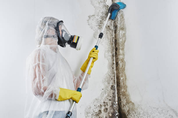Mold Removal Process in Richland, MO