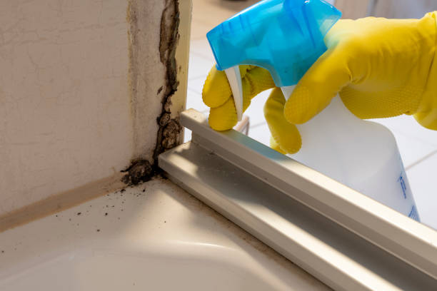 Best Black Mold Removal  in Richland, MO