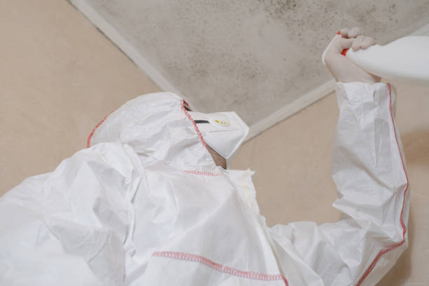 Office Mold Removal Services in Richland, MO