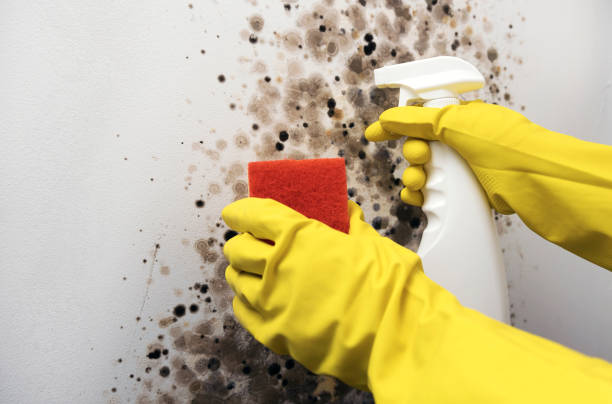 Best Local Mold Removal Service  in Richland, MO