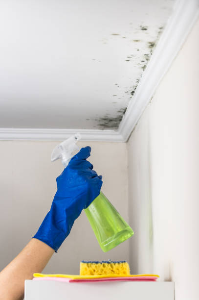 Best Mold Remediation  in Richland, MO